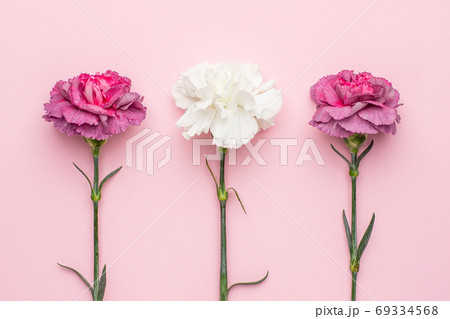 Purple and white carnation flower on pink background 69334568