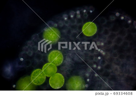 Volvox in drop of water under the microscope for classroom education. 69334608