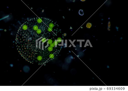 Volvox in drop of water under the microscope for classroom education. 69334609