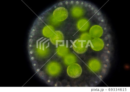 Volvox in drop of water under the microscope for classroom education. Volvox in drop of water under the microscope for classroom education. 69334615