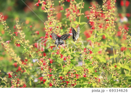サルビアの蜜を吸う二羽のアゲハチョウ サルビアの蜜を吸う二羽のアゲハチョウ 69334626