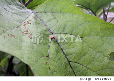 茄子の葉っぱを食べるテントウムシダマシ 69334654