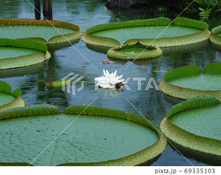 雨のオニバスの花 雨のオニバスの花 69335103
