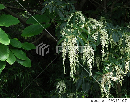 藤の花のように綺麗なリョウブの写真素材