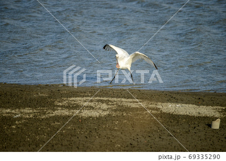 ヘラサギ 69335290