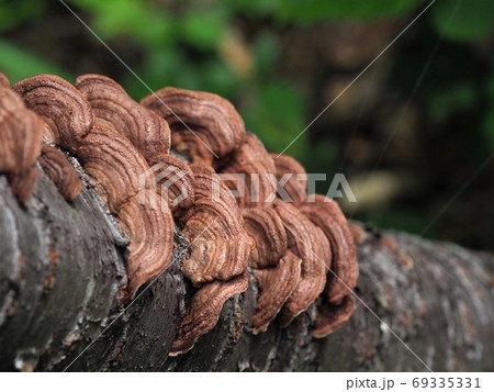 綺麗なカワラタケ 69335331