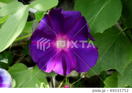 夏の花 あさがお 庭の花壇 早朝の青空の写真素材
