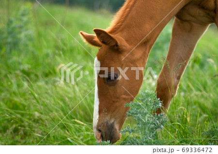 Horse Foal eating in field 69336472