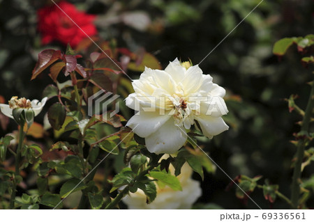 荒尾市 おもやい市民花壇 バラの花、 荒尾市 おもやい市民花壇 バラの花、 69336561