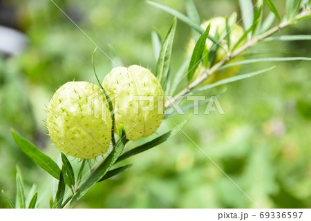 Gomphocarpus physocarpus , balloon plants ornamental tree - Ball 69336597
