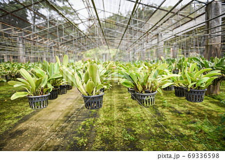 orchid farm with orchid flower pot hanging on the farm roof in t 69336598
