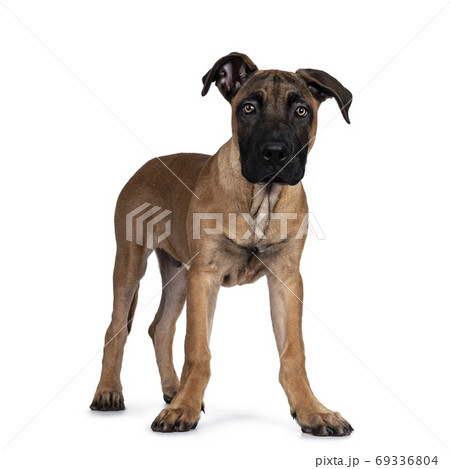 Young Boerboel / Malinois dog on white background 69336804