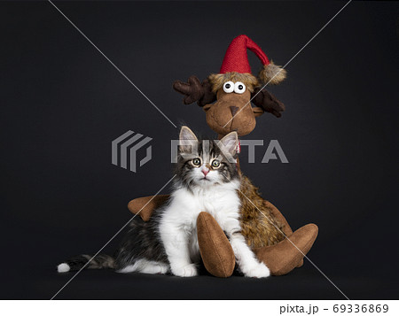 NFO kitten with christmas reindeer on blacl NFO kitten with christmas reindeer on blacl 69336869