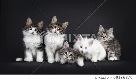 Row of 5 NFO kittens on black Row of 5 NFO kittens on black 69336870