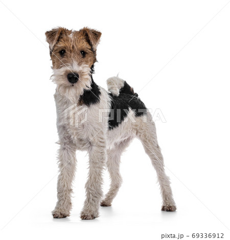 Fox Terrier dog on white background Fox Terrier dog on white background 69336912