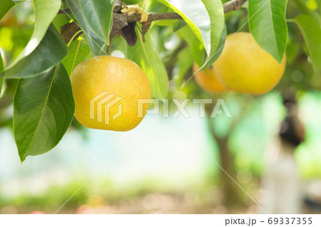 たくさん実った梨の木 69337355