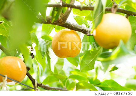 たくさん実った梨の木 69337356