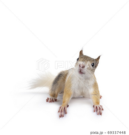 Japanese squirrel on white background 69337448
