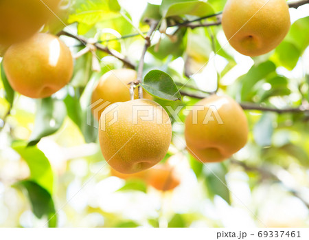 たくさん実った梨の木 69337461