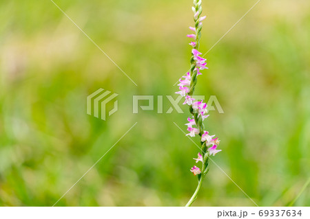 ひっそりと咲くねじねじの花ネジバナ ひっそりと咲くねじねじの花ネジバナ 69337634