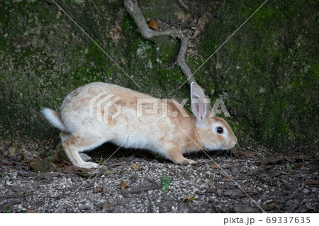 野生のウサギ -うさぎの楽園 大久野島- 69337635