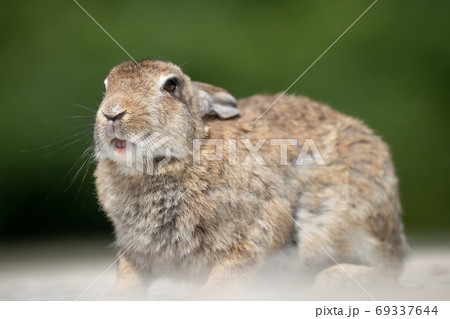 野生のウサギ -うさぎの楽園 大久野島- 69337644