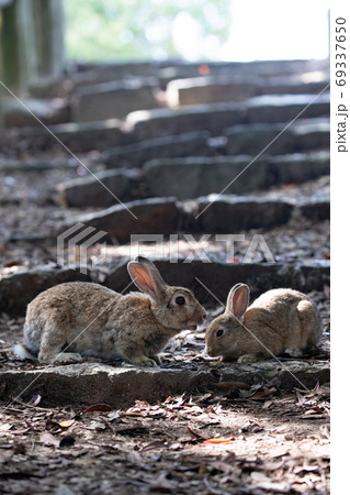 野生の親子ウサギ -うさぎの楽園 大久野島 69337650