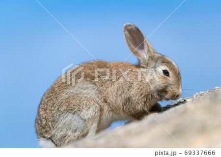 野生のウサギ -うさぎの楽園 大久野島- 野生のウサギ -うさぎの楽園 大久野島- 69337666