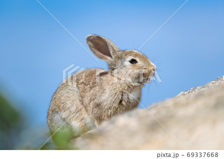 野生のウサギ -うさぎの楽園 大久野島- 野生のウサギ -うさぎの楽園 大久野島- 69337668
