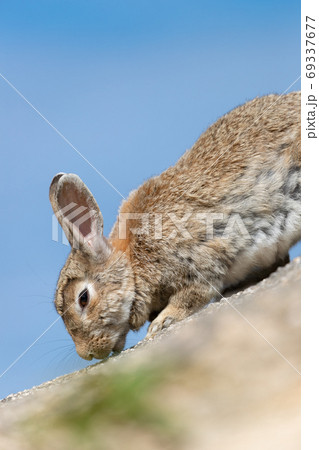 野生のウサギ -うさぎの楽園 大久野島- 野生のウサギ -うさぎの楽園 大久野島- 69337677
