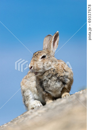 野生のウサギ -うさぎの楽園 大久野島- 69337678