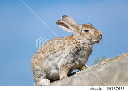 野生のウサギ -うさぎの楽園 大久野島- 69337683