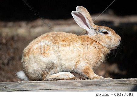野生のウサギ -うさぎの楽園 大久野島- 69337693