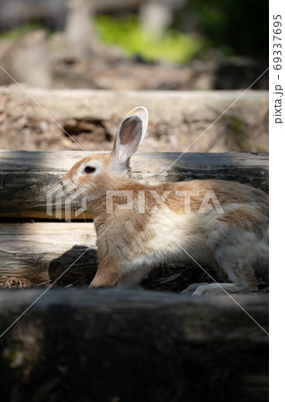 野生のウサギ -うさぎの楽園 大久野島- 野生のウサギ -うさぎの楽園 大久野島- 69337695