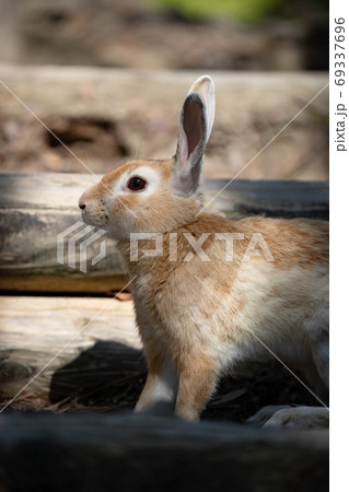 野生のウサギ -うさぎの楽園 大久野島- 69337696