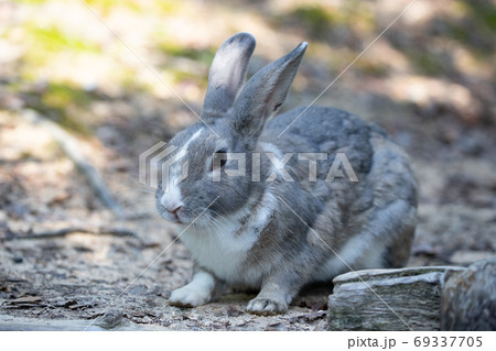 野生のウサギ -うさぎの楽園 大久野島- 69337705