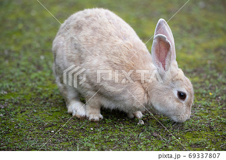 野生のウサギ -うさぎの楽園 大久野島- 69337807