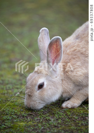 野生のウサギ -うさぎの楽園 大久野島- 69337808