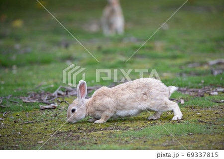 野生のウサギ -うさぎの楽園 大久野島- 野生のウサギ -うさぎの楽園 大久野島- 69337815