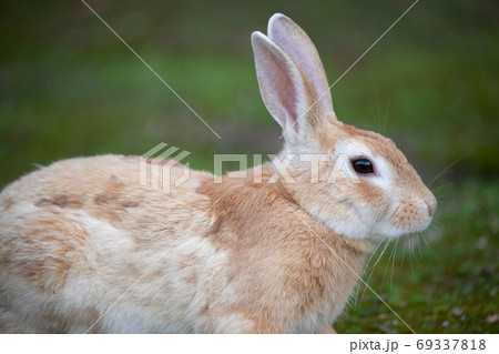 野生のウサギ -うさぎの楽園 大久野島- 野生のウサギ -うさぎの楽園 大久野島- 69337818