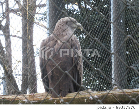 イヌワシ 69337876