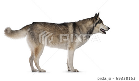Beautiful Husky dog on white background 69338163