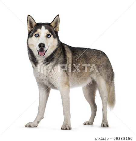 Beautiful Husky dog on white background Beautiful Husky dog on white background 69338166