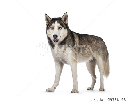 Beautiful Husky dog on white background 69338168