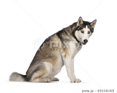Beautiful Husky dog on white background 69338169