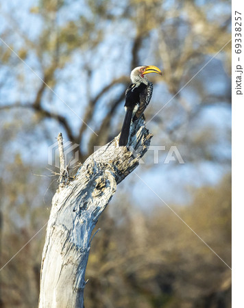 Southern yellow-billed hornbill in African landscape 69338257