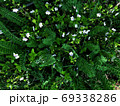Beautiful nature background of vertical garden with green leaves 69338286