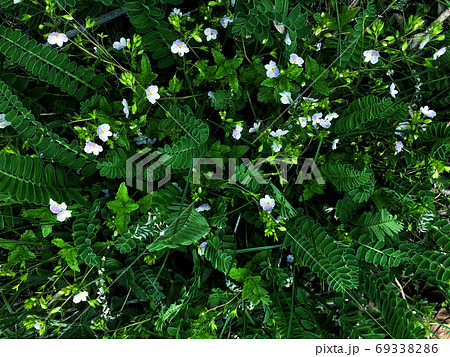 Beautiful nature background of vertical garden with green leaves 69338286