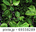 Beautiful nature background of vertical garden with green leaves 69338289