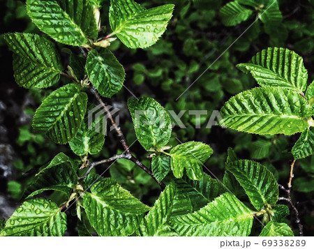 Beautiful nature background of vertical garden with green leaves 69338289
